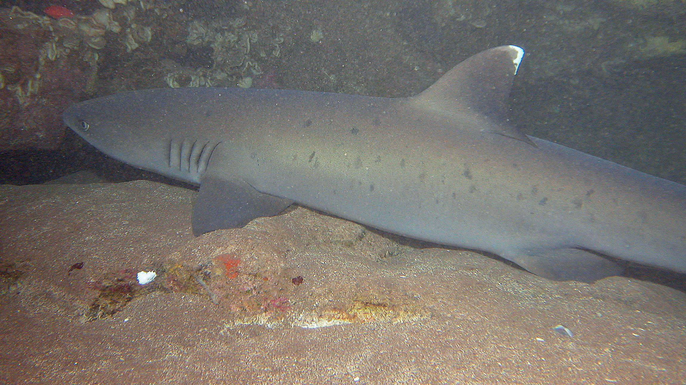 Whitetip reef shark slumbering in cave, Lanai 2005.